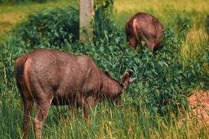 Deer looking for food on the meadow photo