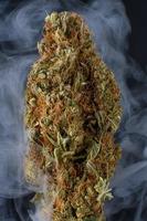 blackberry x skunk bud con fondo de humo foto