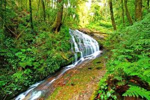 pequeña y hermosa cascada en el bosque profundo en el sendero natural kew mae pan, parque nacional doi inthanon, chiangmai, tailandia foto