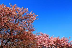 hermosa primavera salvaje himalaya flor alegre que florece en los árboles con destellos de luz solar o fugas y fondo de cielo azul claro en el jardín del parque tokio, japón. arbustos de flores de sakura rosa con espacio de copia. foto