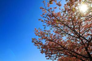 hermosa primavera salvaje himalaya flor alegre que florece en los árboles con fondo de cielo azul claro en el jardín del parque tokio, japón. arbustos de flores de sakura rosa con espacio de copia. belleza de la flora, botánica. foto