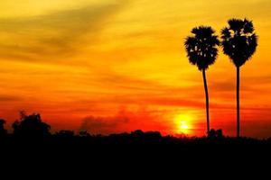 siluetee dos palmeras de azúcar con puesta de sol o amanecer y espacio de copia izquierda. hermoso paisaje y naturaleza