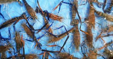 Top view of many head of shrimp or river prawns on blue water tank at street food market. Close up fresh seafood and marine animal concept. photo