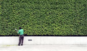 hombre jardinero cortando y decorando una rama de árbol y algunas hojas cayendo en el suelo con fondo de pared de planta verde y copiando espacio a la derecha. hombre trabajador recortando arbustos y cuidando el jardín. foto