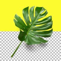 Isolated closeup view of Monstera leaf photo