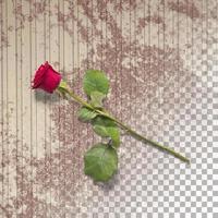 Close up view red rose with petals isolated photo