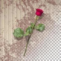 Close up view red rose with petals isolated photo