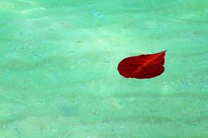 Red leaf floating on the deep sea with copy space. Beauty in nature photo