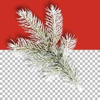 Collection of decorative Christmas plants isolated photo