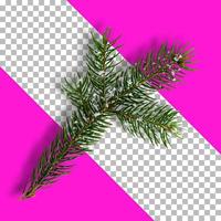Collection of decorative Christmas plants isolated photo
