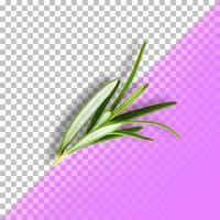 Rosemary leafs isolated on transparent background. PSD photo