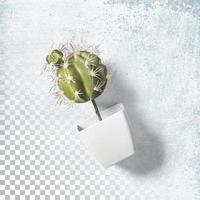 Top up view cactus plant office on white pot isolated photo