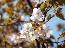 White Cherry Blossoms with leaves photo