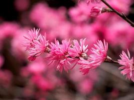 Pink Cherry Blossoms on a branch photo