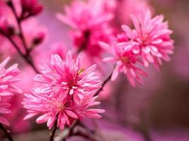 Pink Cherry Blossoms with many petals photo