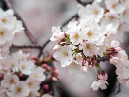 White Cherry Blossoms on a tree photo