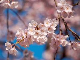 Pink Cherry Blossoms on a branch photo