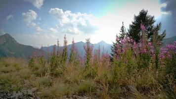 Epilobium angustifolium Blume video