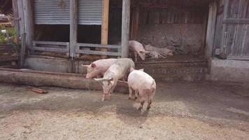 een paar varkens op een boerderij video