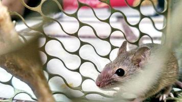 A small mouse trapped in a metal cage close-up shot