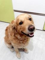 beautiful golden retriever dog photographed at home photo