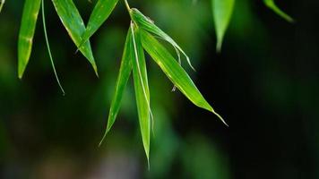 Green leaves in the rainy session photo