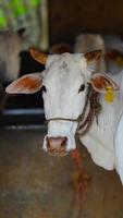 The indian milky cow selective focus photo