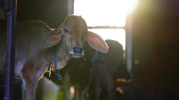 The brown and white cute calf with sun flayer photo