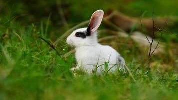 white rabbit eating grass image photo