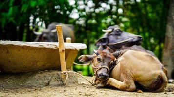 rural buffalo child image hd photo