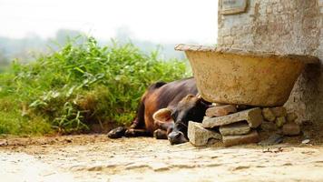 sleeping calf in the farm photo