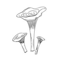 Mushroom black line vector sketch isolate on white background