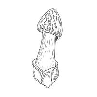 Mushroom black line vector sketch isolate on white background