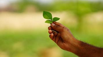 green leaf in the hand photo