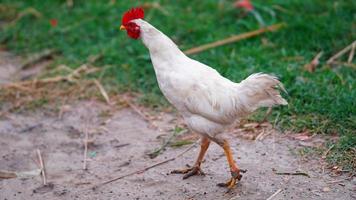 gallinas de corral. foto