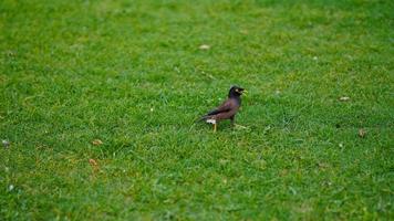 imagen de pájaro lindo indio hd foto