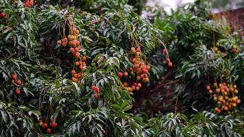 red and sweet lychee on tree photo