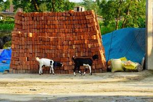 baby goats are wondering in village. photo