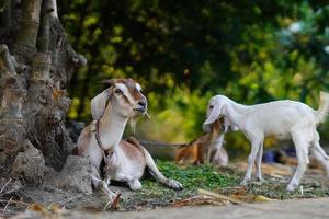 hermosa imagen de cabras en el pueblo. foto