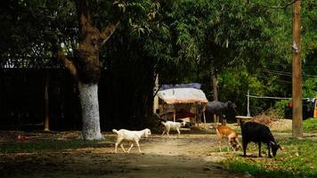 rural goat in the field photo