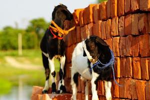 baby goats are wondering in village. photo