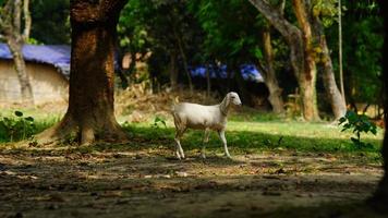 white goat in the field photo