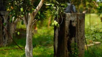 mango verde en el árbol foto