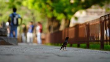 indian Cute Bird image HD photo