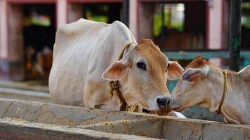 imagen de una vaca lechera india foto