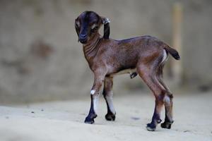 A beautiful picture of baby goat. photo