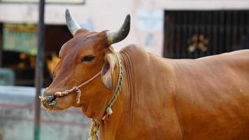 imagen de una vaca lechera india foto