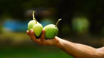unripe green mango in hand photo
