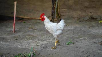 gallinas de corral. foto