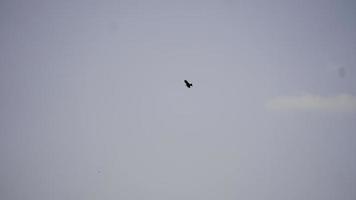 Bird in sky image HD photo